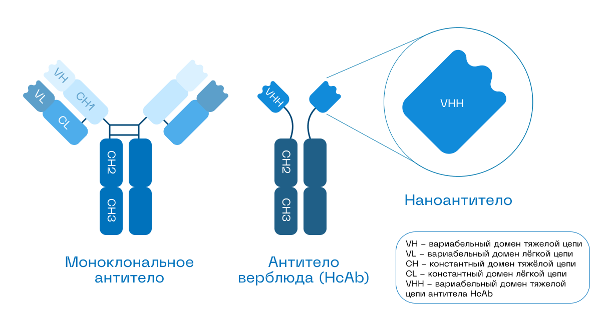 строение наноантител.png