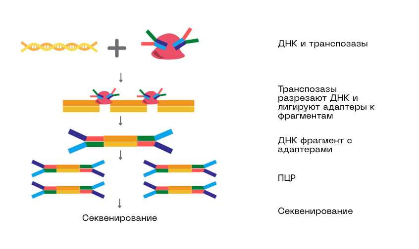 тагментация.png