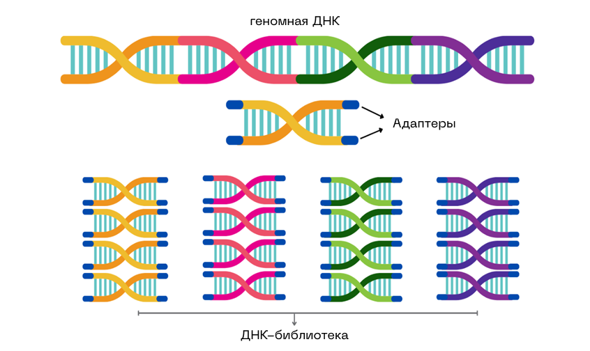 схема фрагментации.png