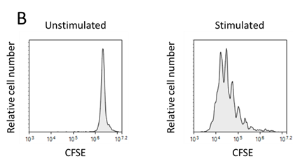 T-клетки окрашенные carboxy fluorescein succinimidyl ester (CFSE) были стимулированы реагентом Enceed T cell Activation.png