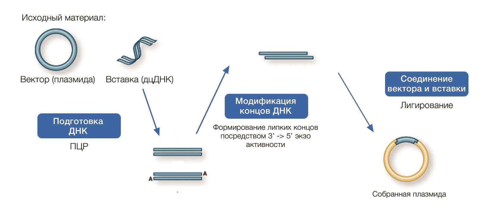 Безлигазное клонирование.jpg