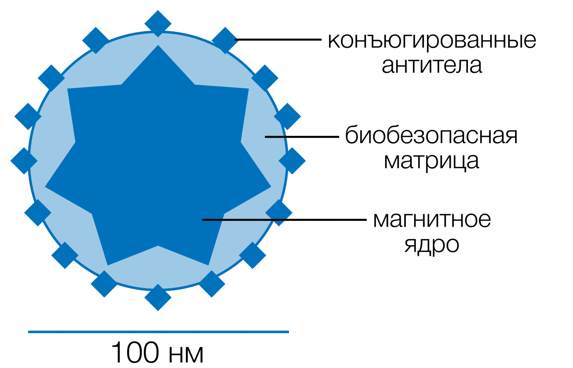 структура частицы.png