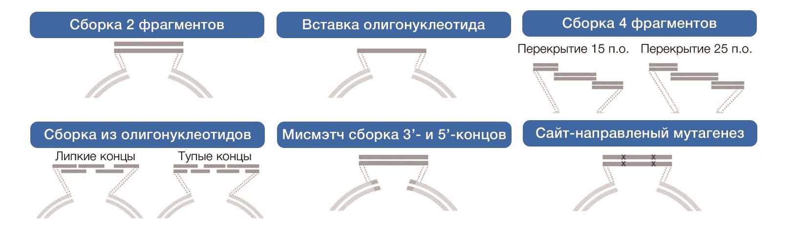 Наборы NEBuilder HiF.jpg