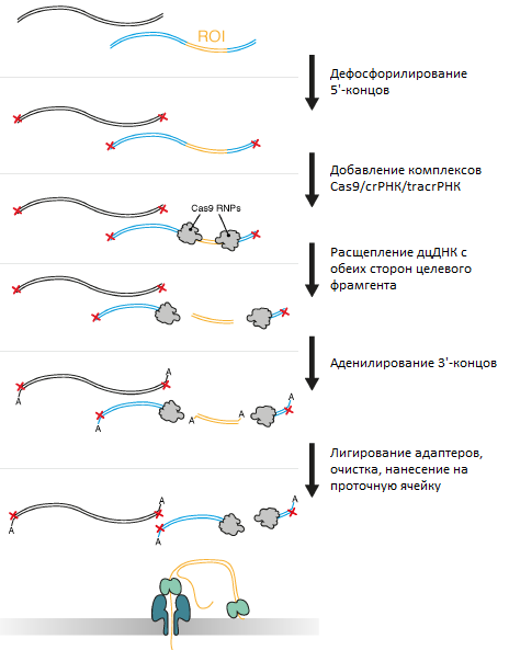 Общая схема протокола Cas9 targeted sequencing
