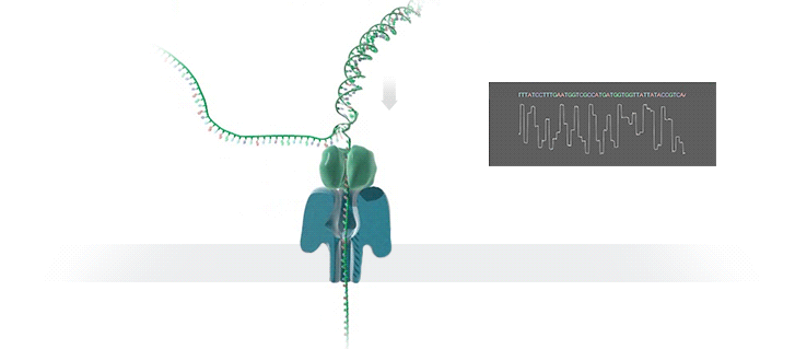 sequencing-animated_0.gif