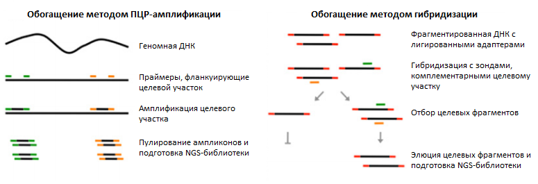 Классические методы обогащения целевых фрагментов ДНК