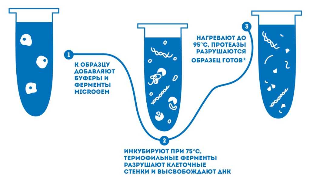 Ферментативное температурно-зависимое выделение.jpg