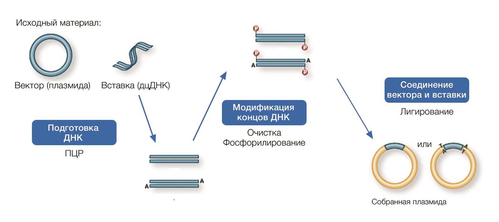 ПЦР клонирование.jpg