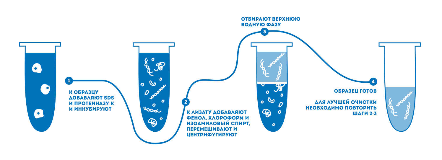 Выделение НК фенол-хлороформным методом.