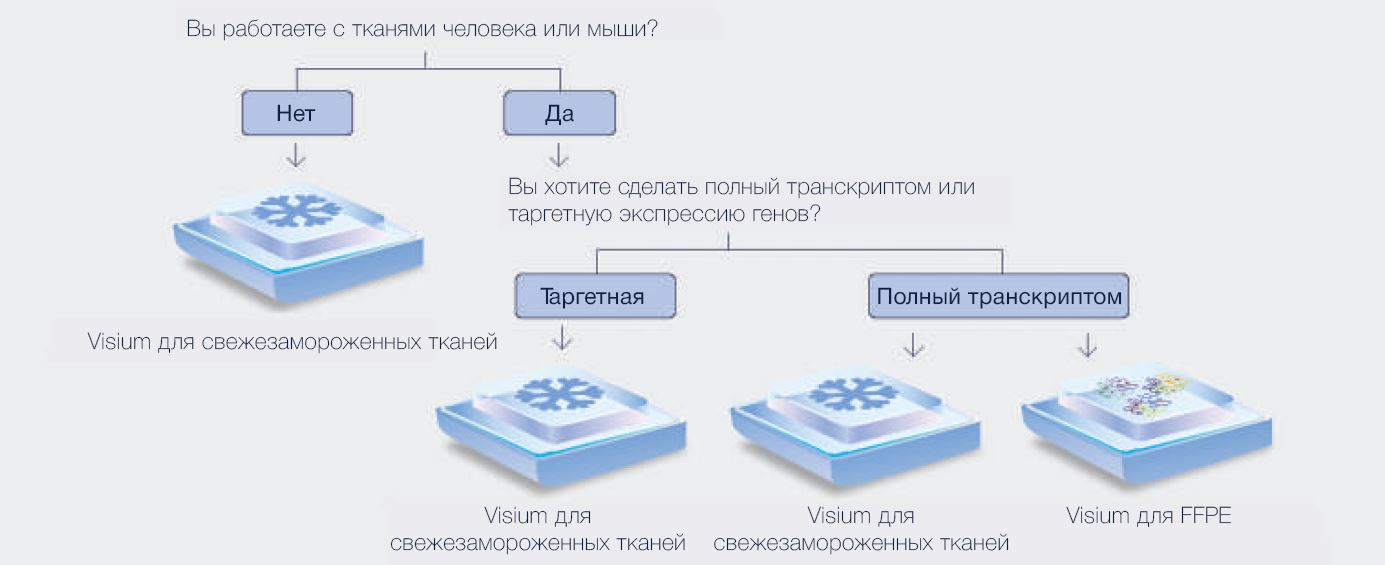 Рисунок 2. Совместимость тканей с пространственной экспрессией генов Visium.JPG