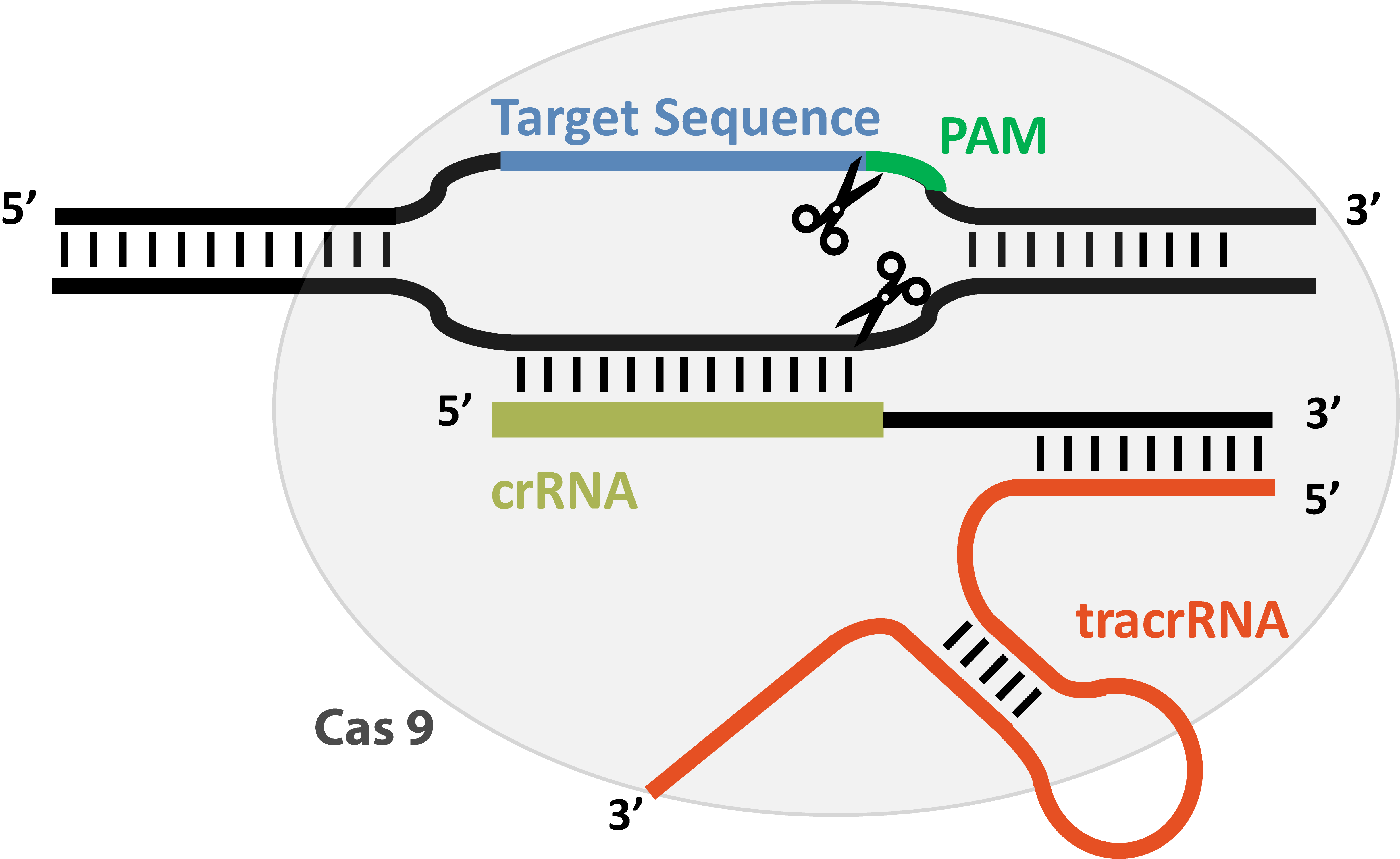 Схема расщепления дцДНК рибонуклеопротеиновым комплексом Cas9/crРНК/tracrРНК