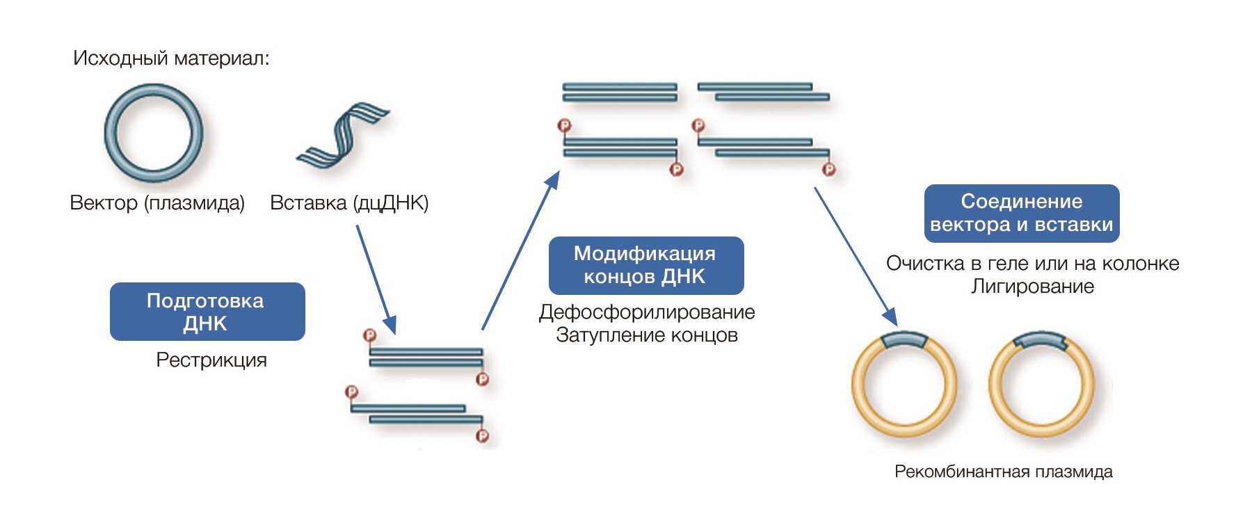 Традиционное клонирование.jpg